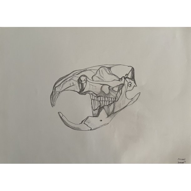 Tegning A3