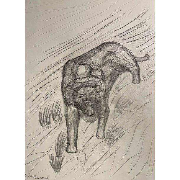 Tegning A3 dyr