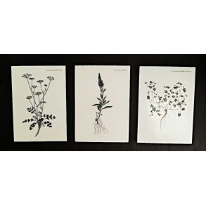 3 stk Flora Danica tryk monteret p� tr�plade